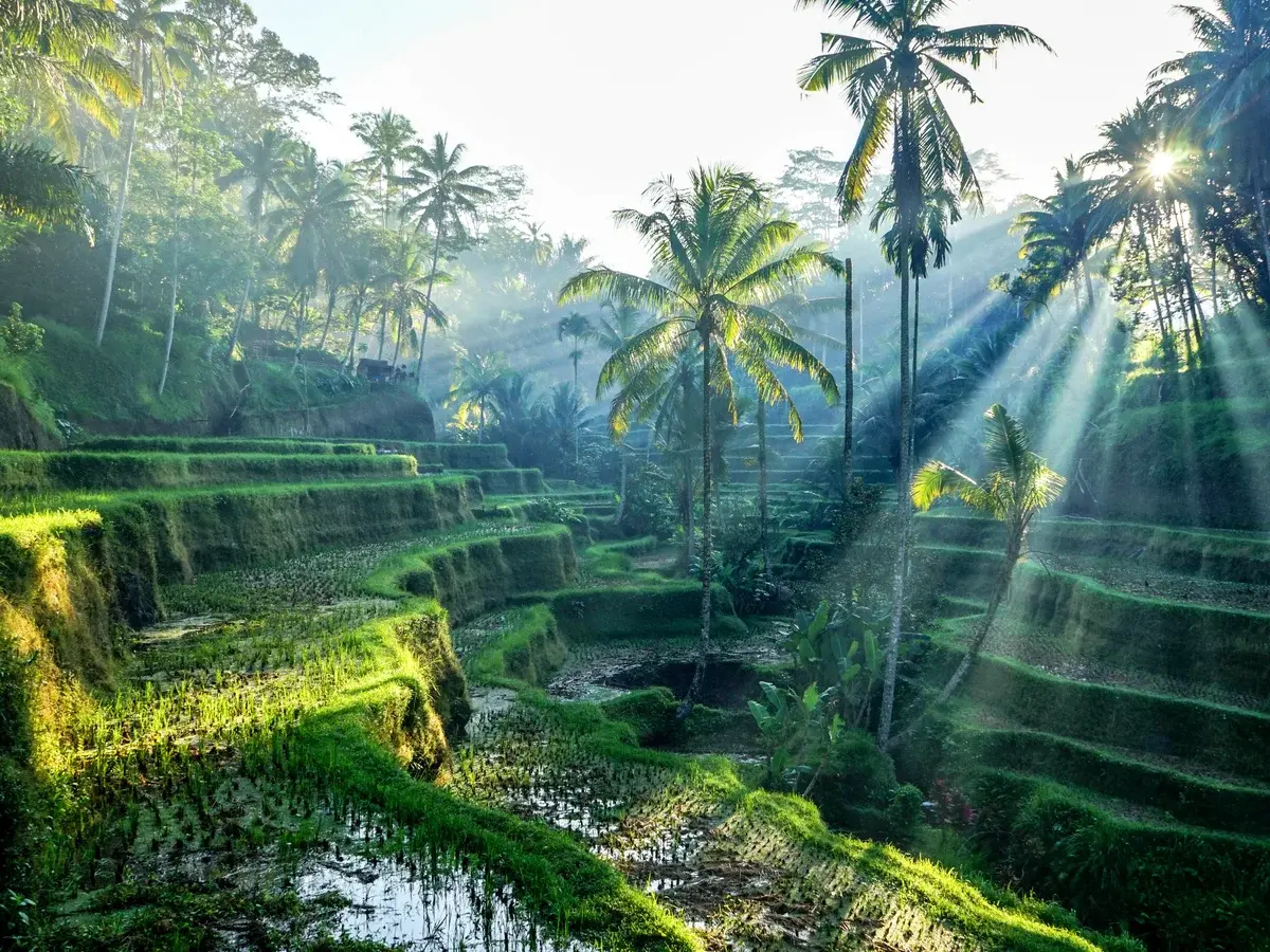 Lush green terraced rice fields surrounded by tall palm trees with morning sunbeams filtering through the mist.